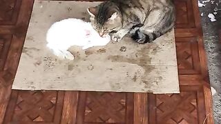 cat predator