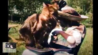 Первый в мире фильм с котиком-снято братьями Люмьер 1900 г.