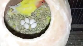 Second Clutch Progress Yazdan Aviary