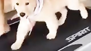 smart dog