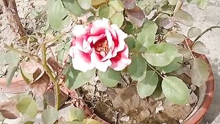 My home's miniature Garden
