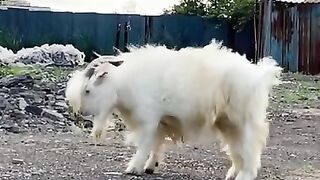 Funny bakra
