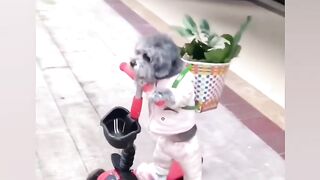Cute pets. humorous video .