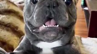 Funny animals shorts