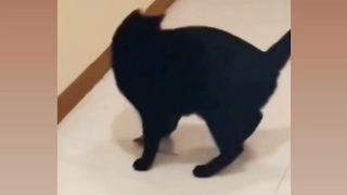 Cat 100 lv