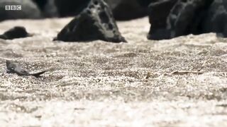 Baby Iguana being chased by snakes. Possibly the greatest scene