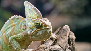 Cute animals