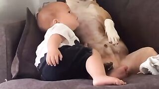 Dog funny videos funny moments