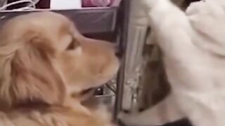 Funny video