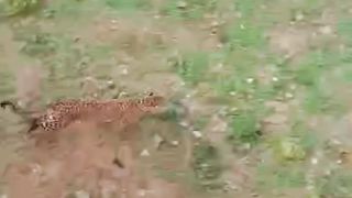 Leopard Attack at Mysore