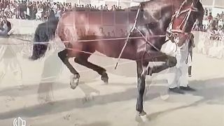Beautiful horse dancing