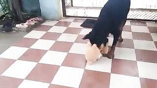 Rottweiler showing his power__funny dog videos__trained dog
