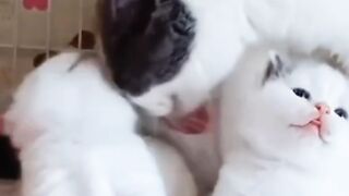 Cute cat licking cubs