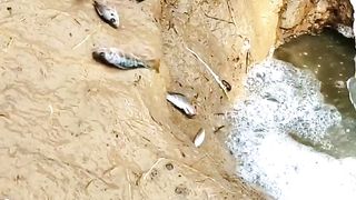Fishe video