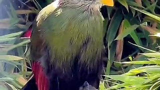 Cute bird