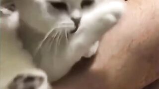 Cut cat funny
