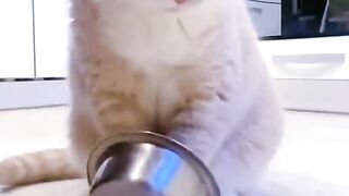 Cat playing