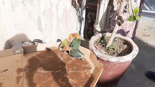 Love birds hand Feeding