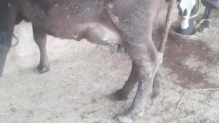 my dairy