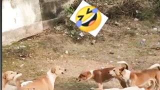Dogs sweag