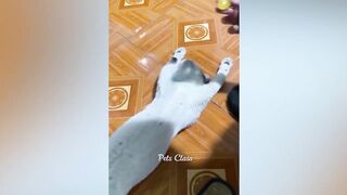 Funniest Animals 2023 ???? Funny Cats and Dogs Videos ????????