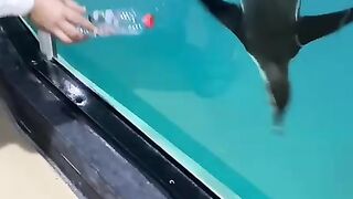 Funny video