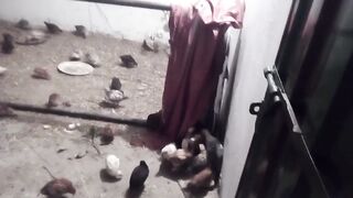 Desi Chucha