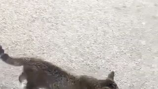 Funny Hungry Cat ????