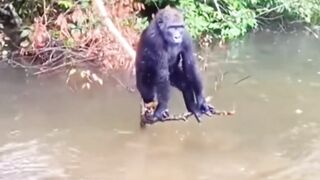 Funny Monkey  ???? ????