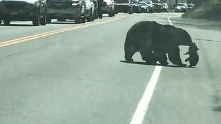 Mama bear gets all of her cubs to cross the street! ????