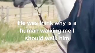 Funny Animal . Subscribe for fun