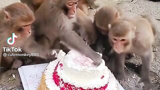 Funny video monky birthday