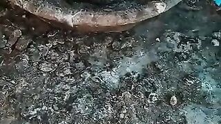 Pigeons chicks