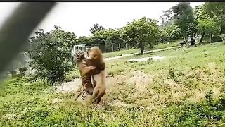 Fight Tiger Vs Lion
