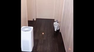 Dog funny video / cat funny video / cat fun with toys / dog fun with toys / funny dog and cat video