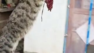 Funny cat Playing