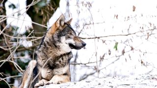wolf invite his group for hunting a jackal