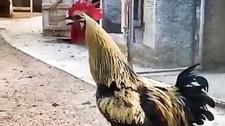 Hen act like a boss