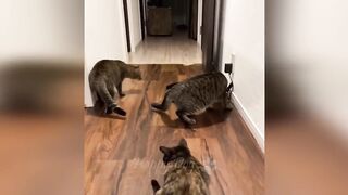Funny Cats Compilation (Most Popular) Part 1