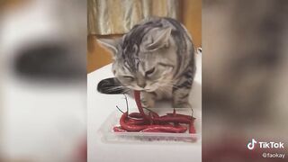 delicious pepper