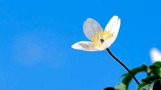 Beautiful Flower