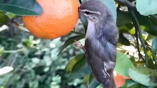 Bird Kissing the fruit