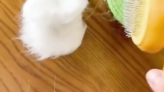 Destroy dandelion