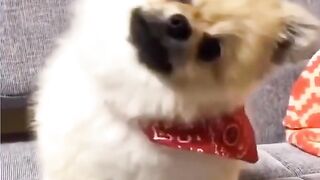 Cat vs dog|funny video|viral video|trending