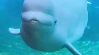 Dolphin ???? kiss