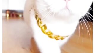 What Happens when you meet this adorable cat❤
