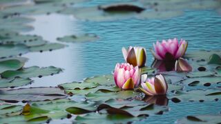 Beautiful Lilly