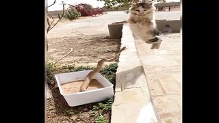 Amazing Moments Of Cat Vs Snake Fight