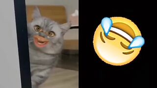 Funny vedio|entertainment|cat vedio