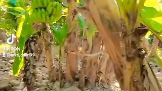 Sindh waly